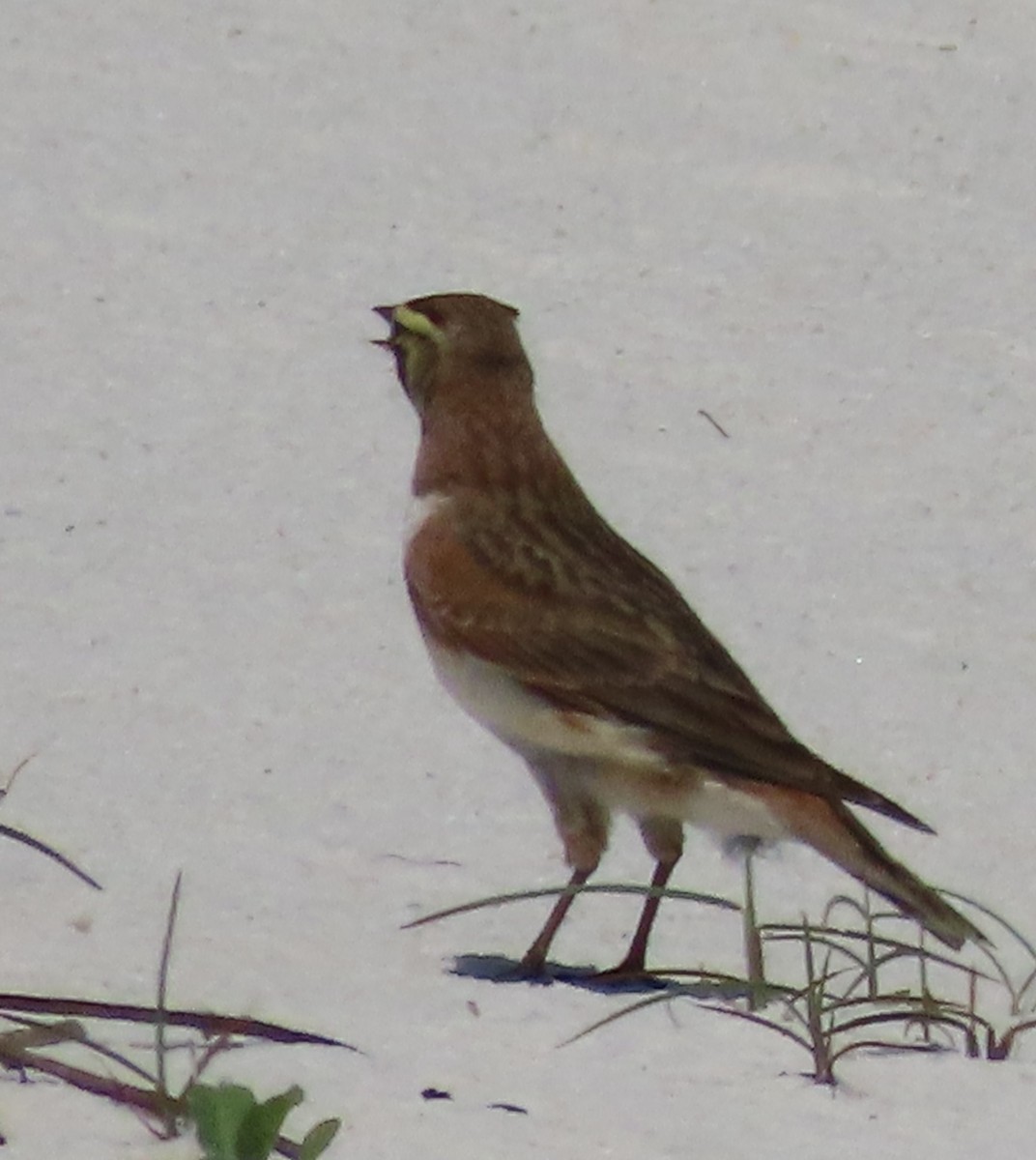 Horned Lark - Amanda Douglas