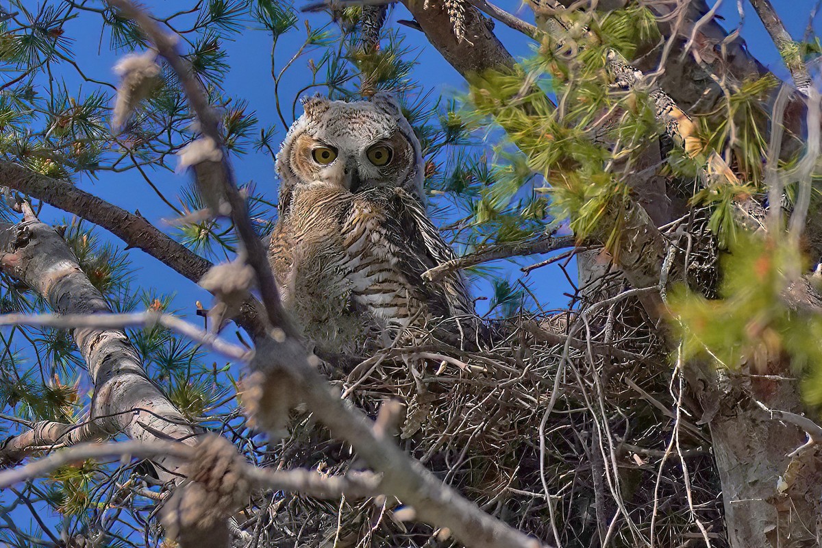 Great Horned Owl - ML576010981