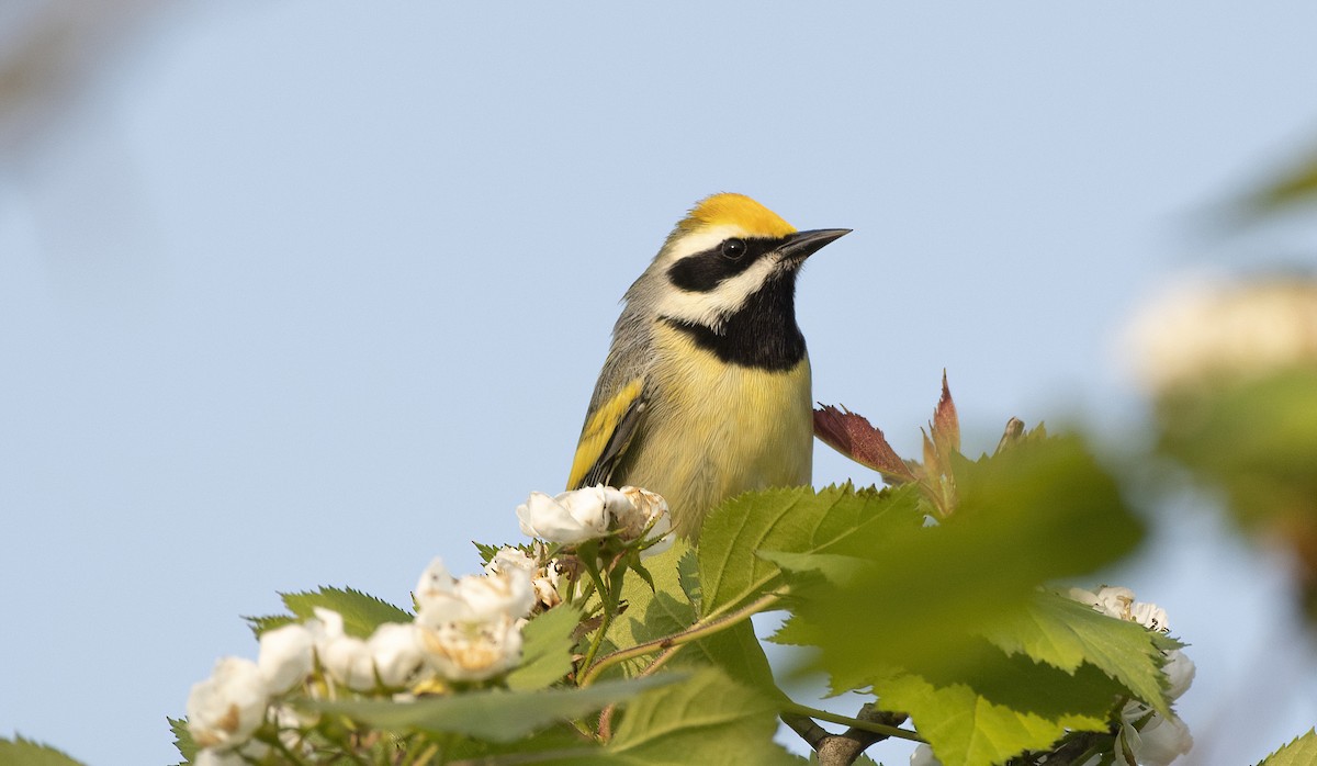 Golden-winged x Blue-winged Warbler (hybrid) - ML576011601