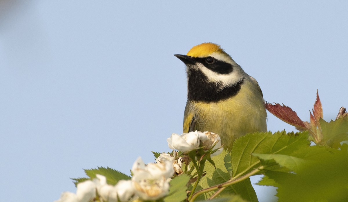 Golden-winged x Blue-winged Warbler (hybrid) - ML576011631