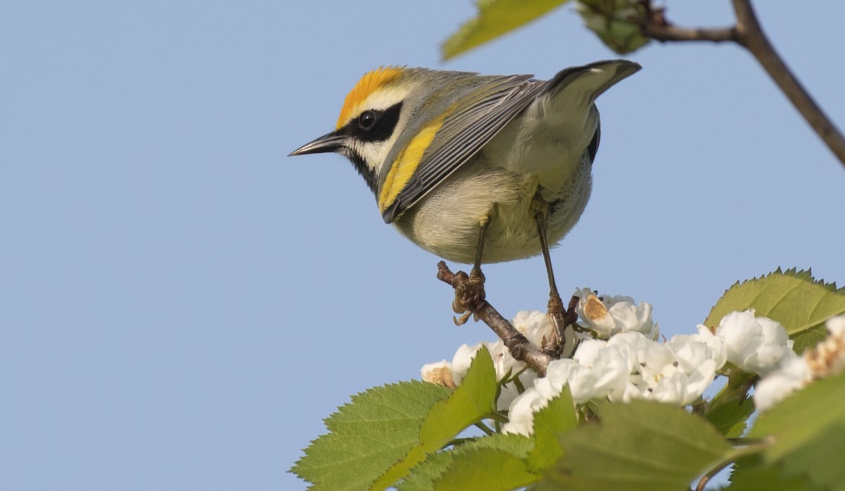 Golden-winged x Blue-winged Warbler (hybrid) - ML576011791
