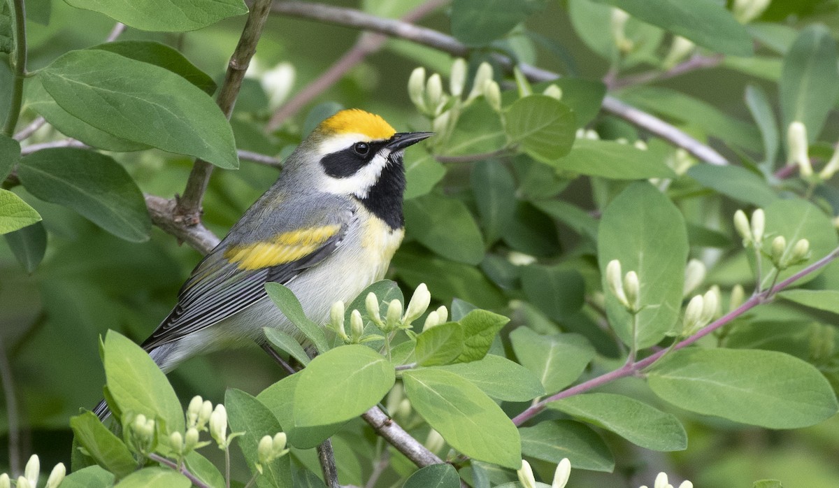 Golden-winged x Blue-winged Warbler (hybrid) - ML576011831