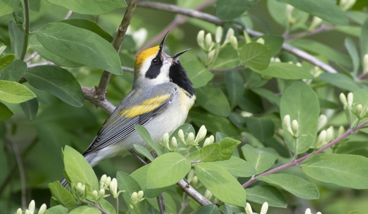 Golden-winged x Blue-winged Warbler (hybrid) - ML576011891