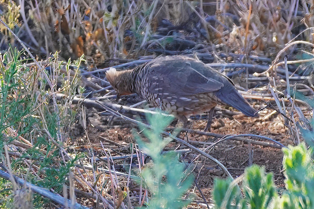 Scaled Quail - ML576011911