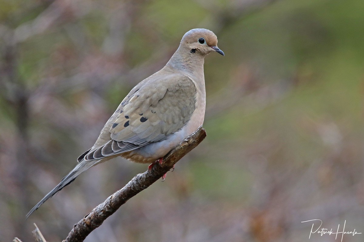 Mourning Dove - patrick hacala