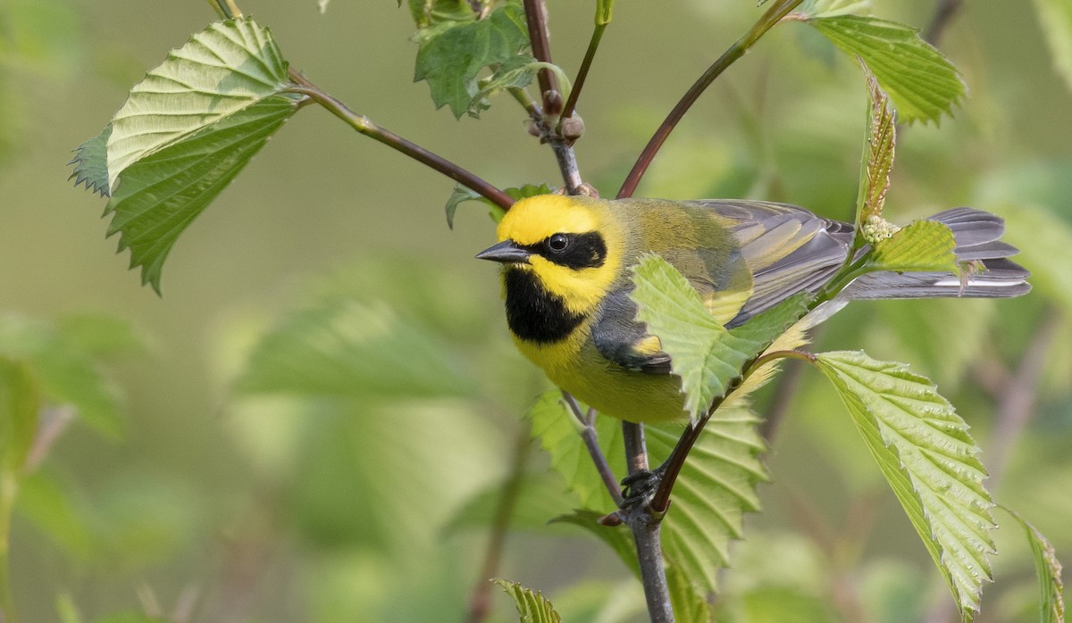 Lawrence's Warbler (hybrid) - ML576012491