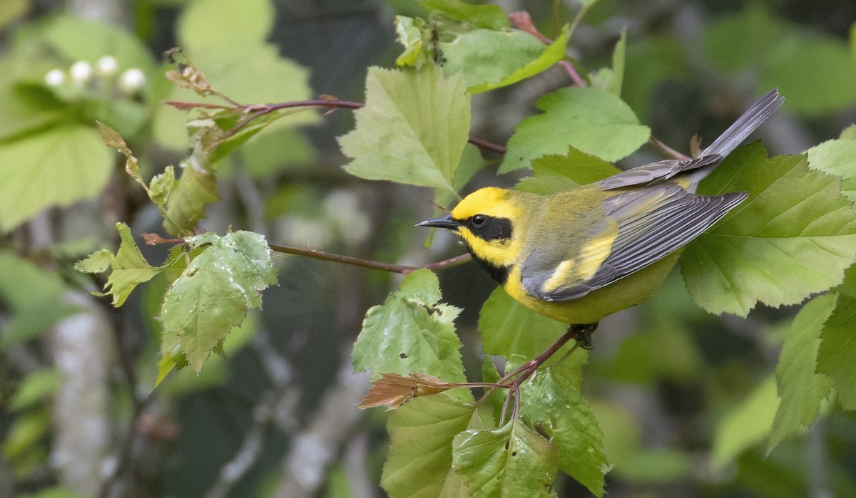 Lawrence's Warbler (hybrid) - ML576012531