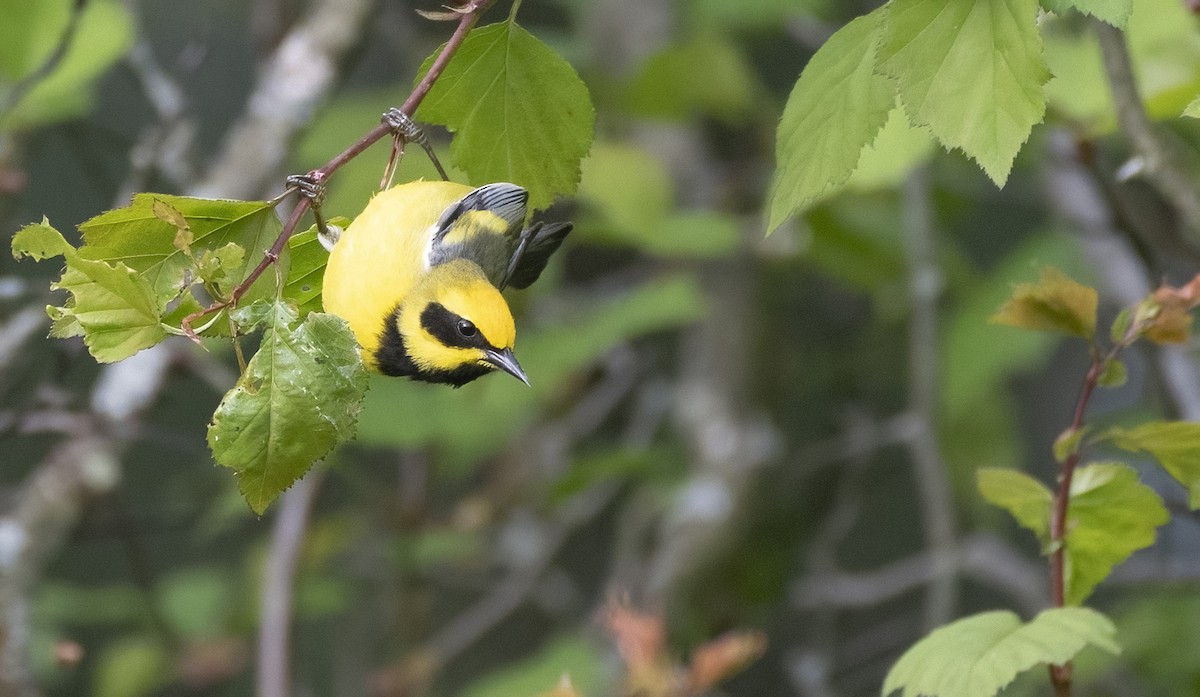 Goldflügel- x Blauflügel-Waldsänger (F2-Hybrid) - ML576012601