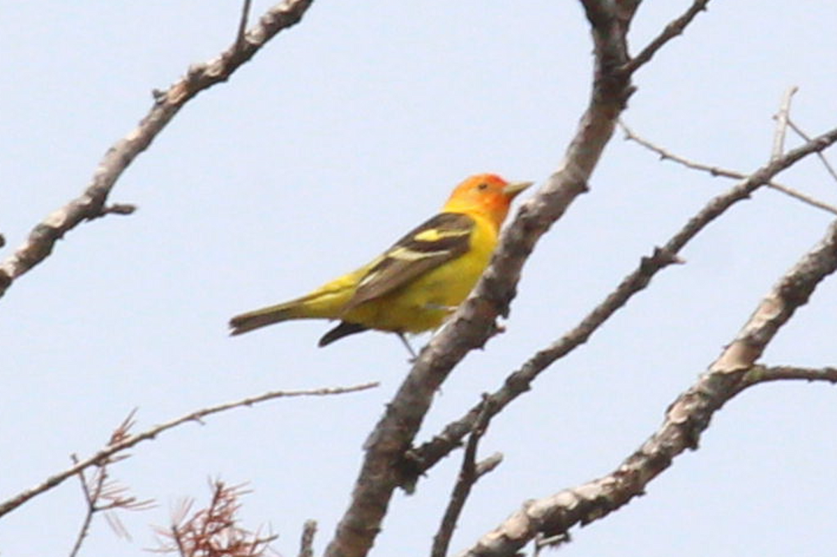 Western Tanager - ML576012781