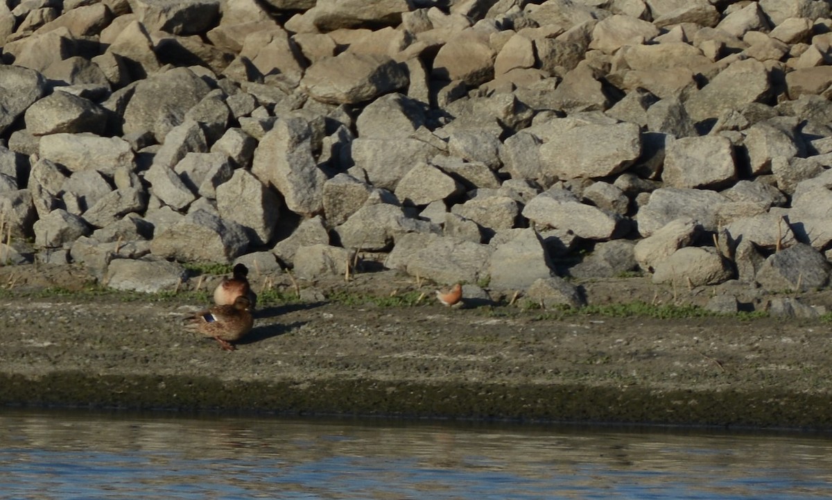 Red Knot - ML57601281