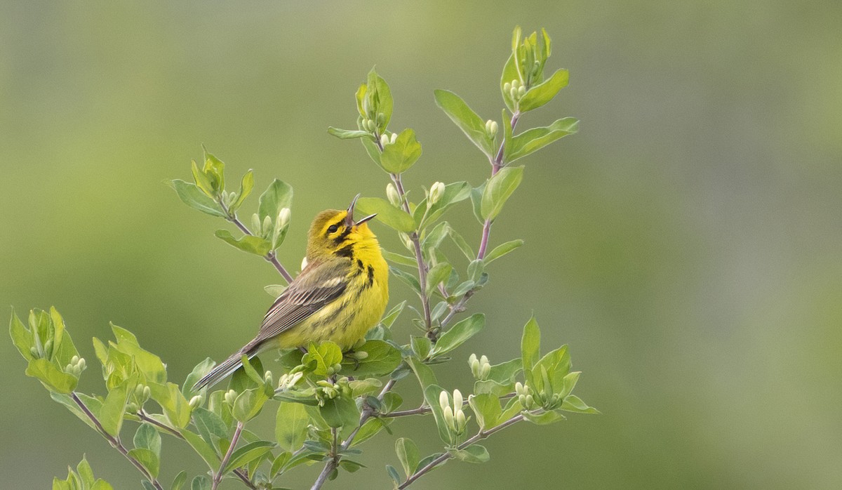 Prairie Warbler - ML576013261
