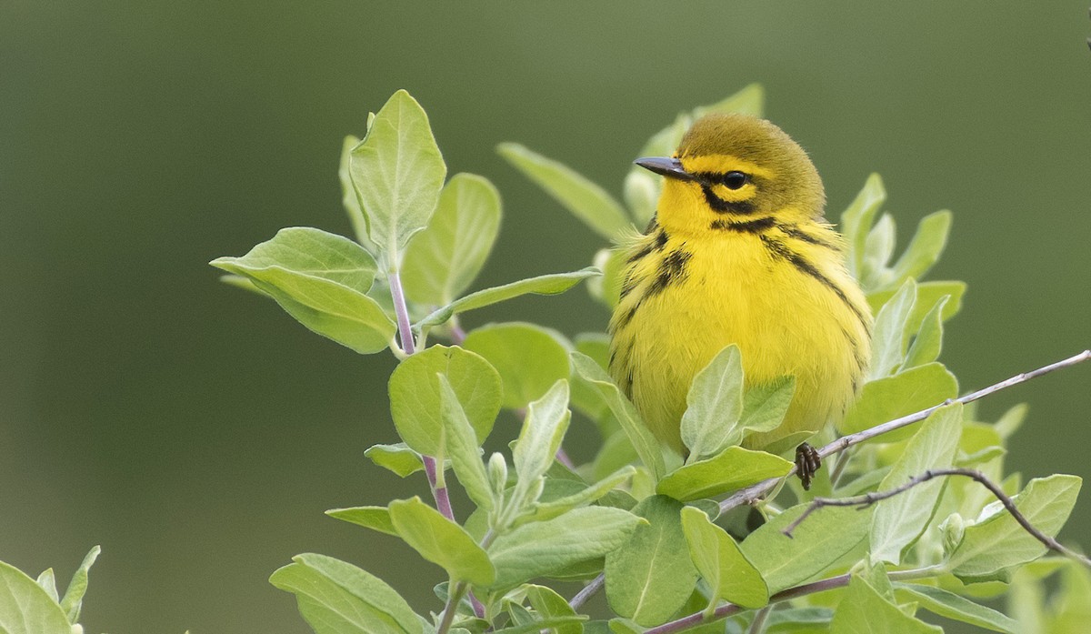 Prairie Warbler - ML576013321
