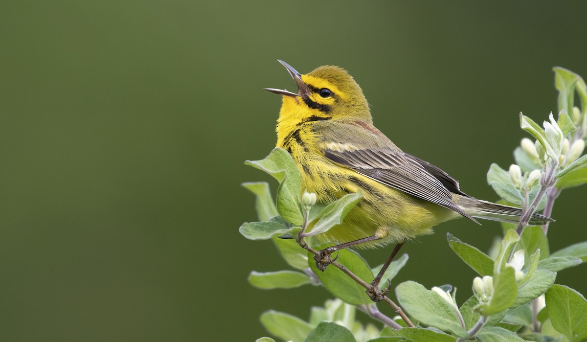 Prairie Warbler - ML576013341