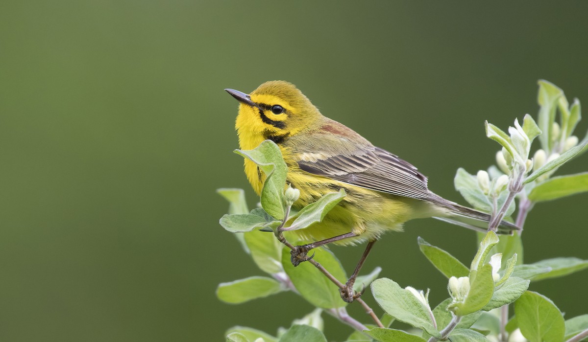 Prairie Warbler - ML576013391