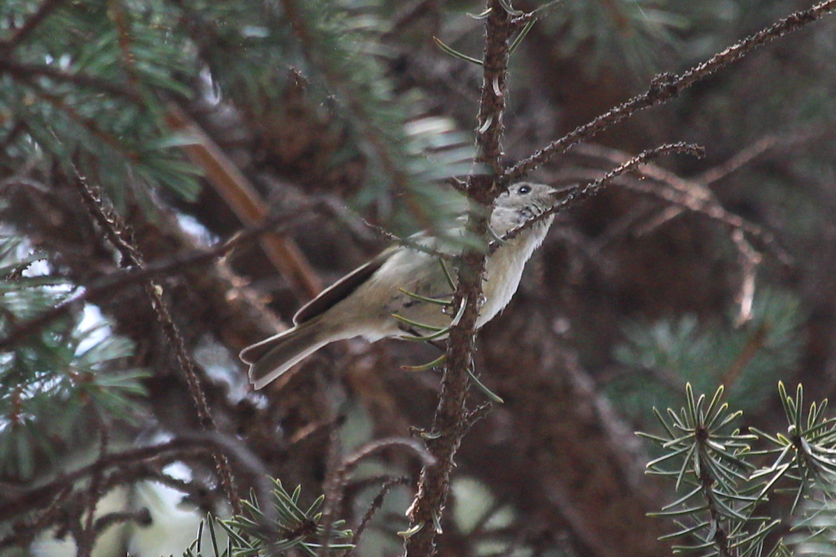 Ruby-crowned Kinglet - ML576013521