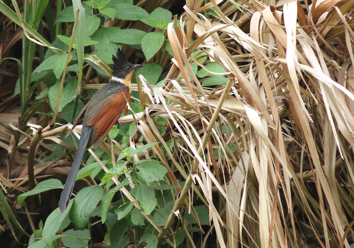 Chestnut-winged Cuckoo - ML57601371