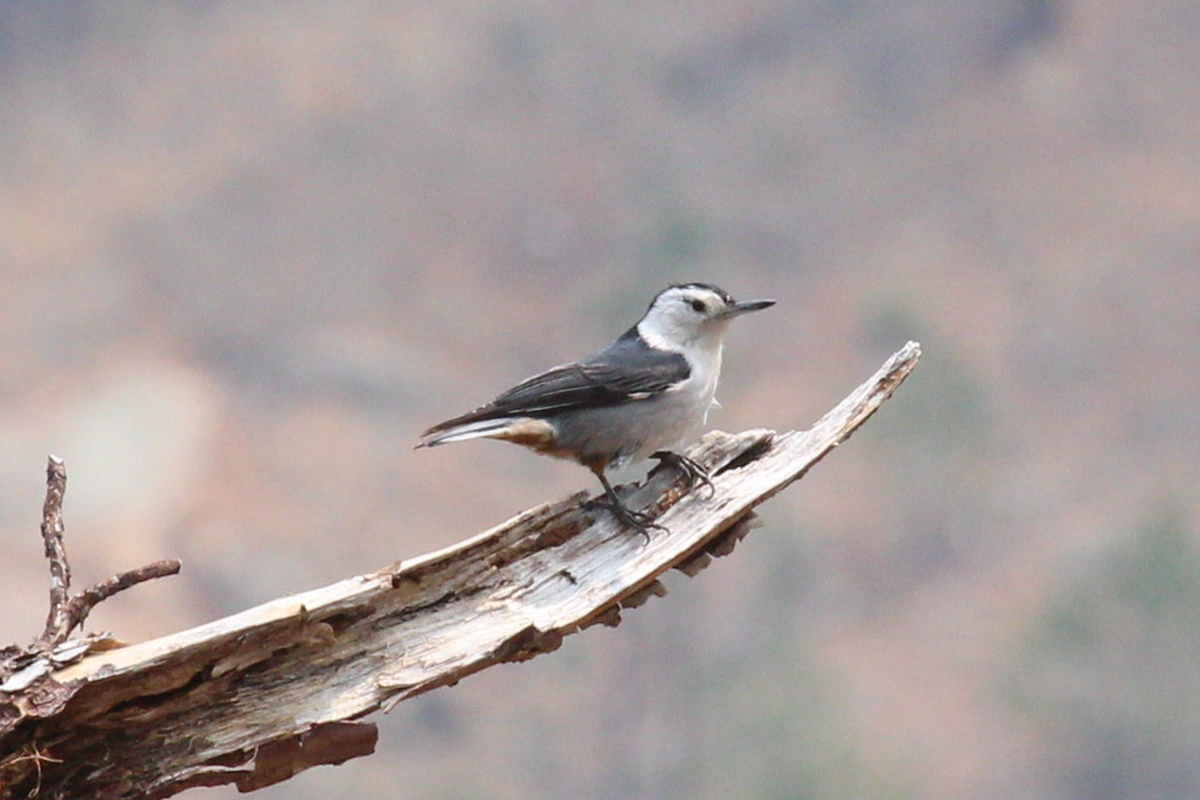 White-breasted Nuthatch - ML576013971