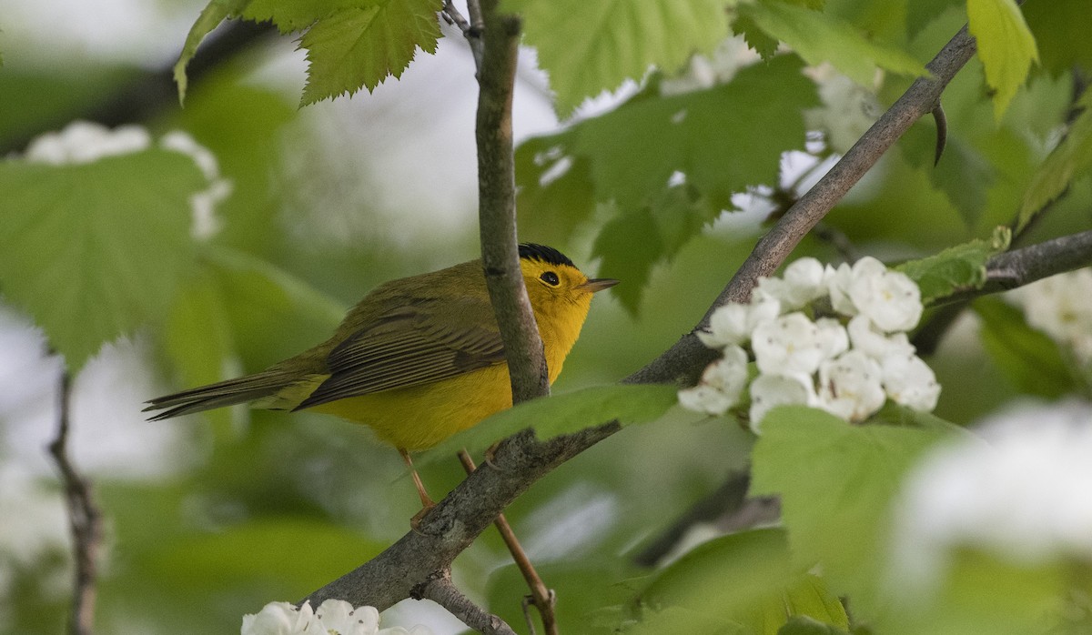 Wilson's Warbler - ML576014121