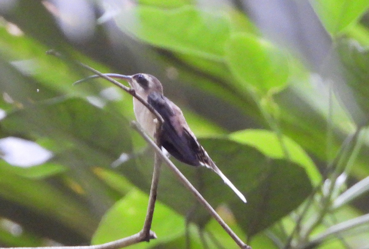 kolibřík tmavolící - ML576014291