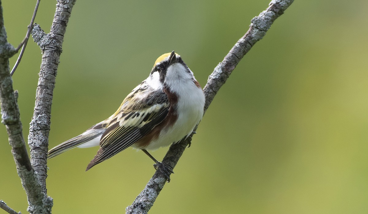 Chestnut-sided Warbler - ML576014461