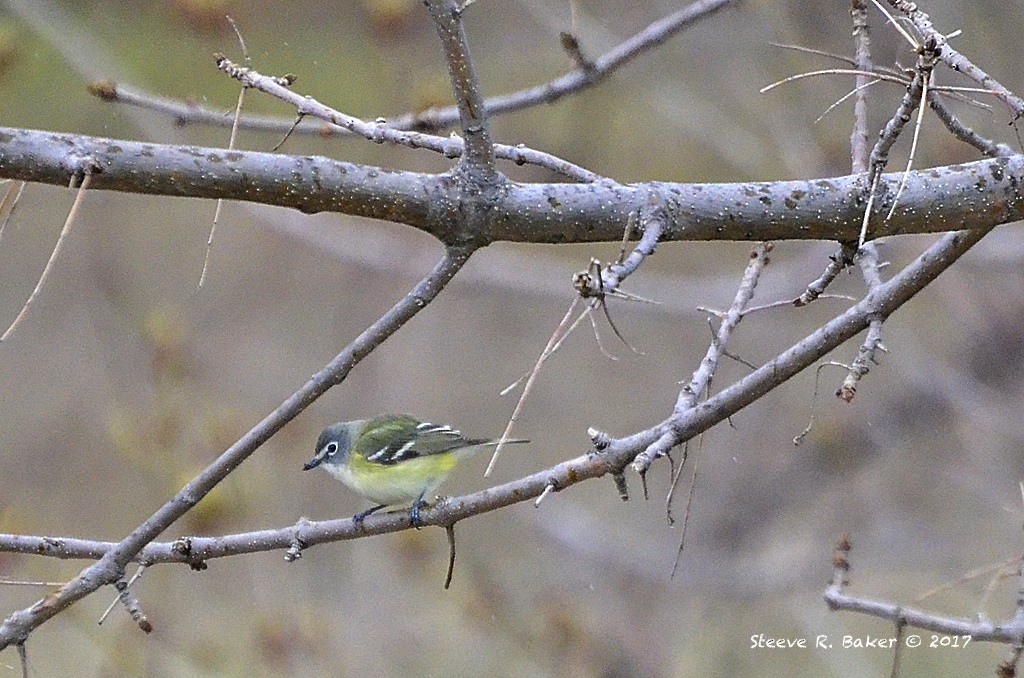 eremittvireo - ML57601461