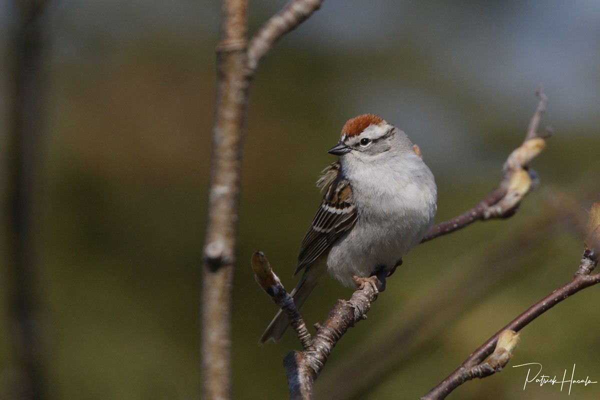 Chipping Sparrow - ML576015211