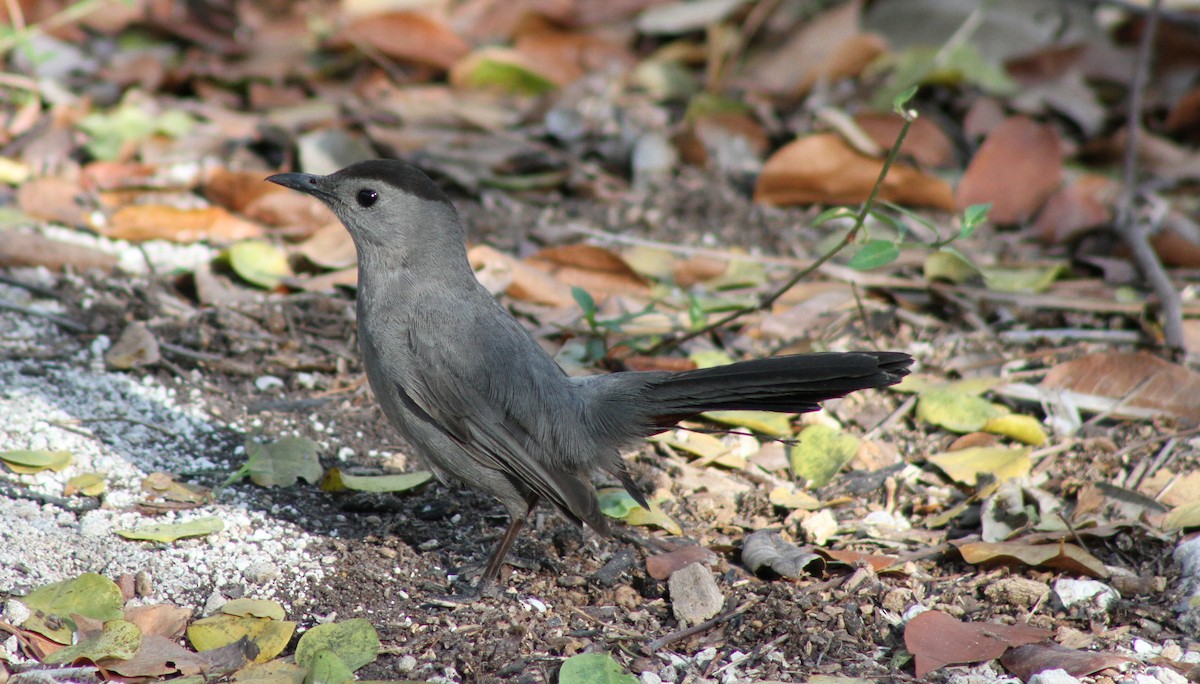 Gray Catbird - William Zwartjes cc