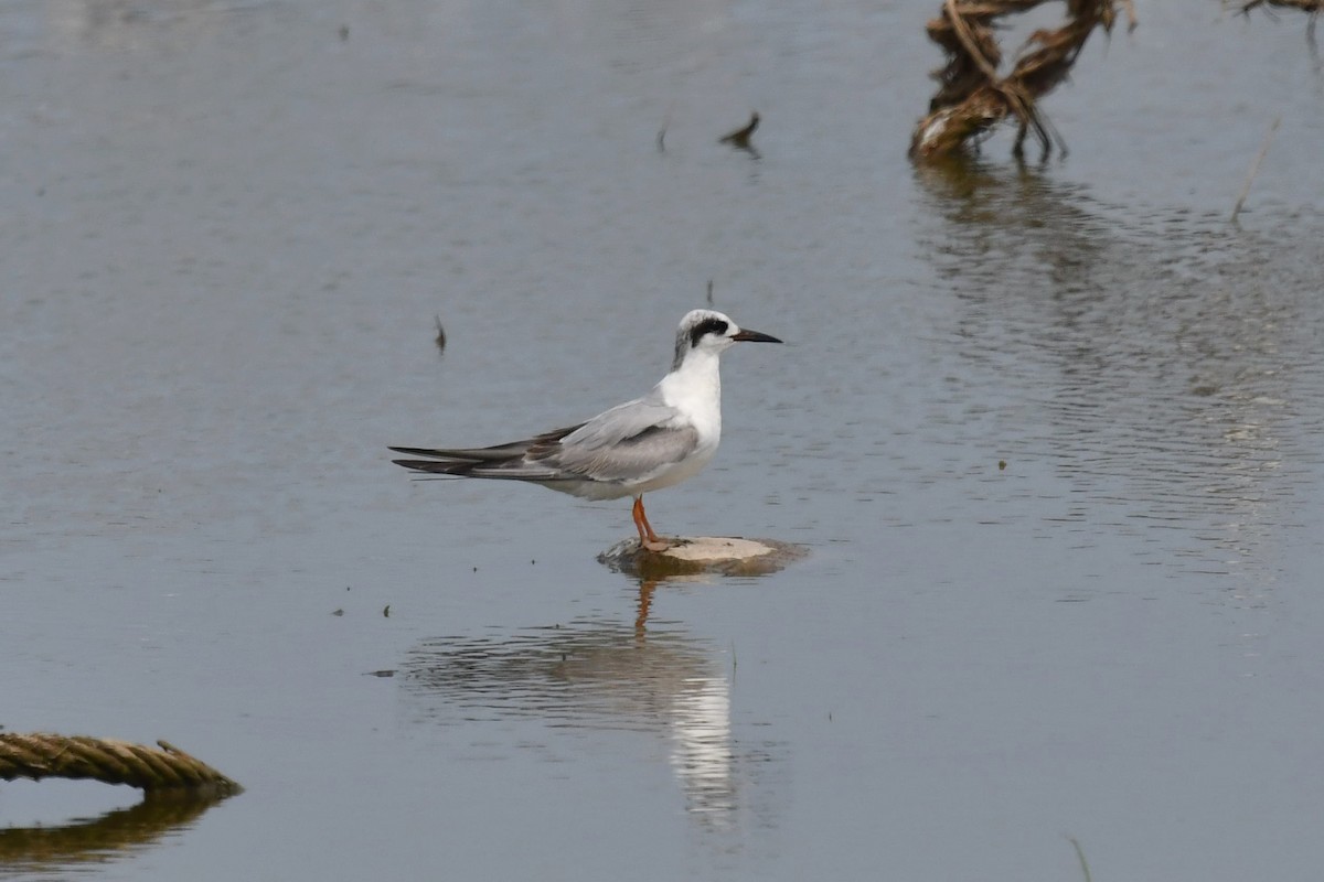 Forster's Tern - ML576018561