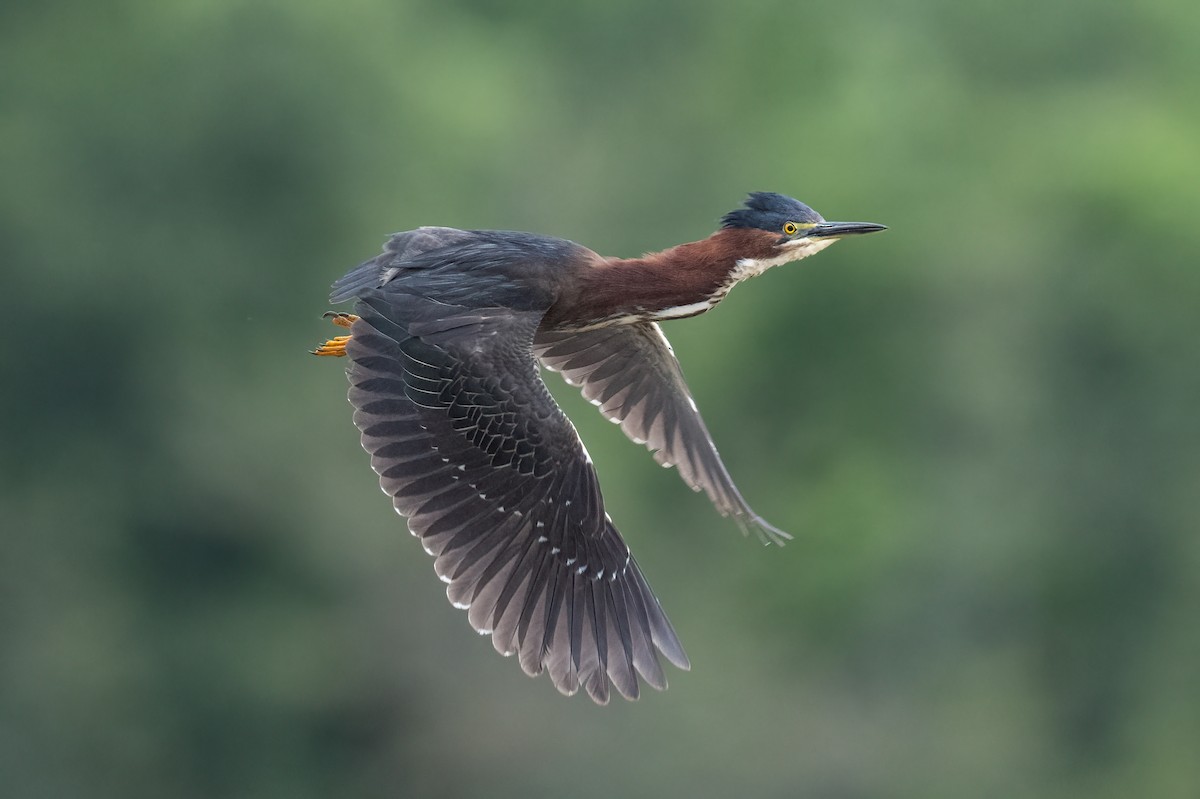 Green Heron - Scott Mullens