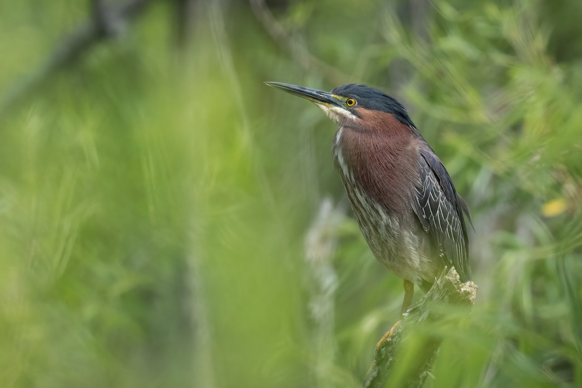 Green Heron - ML576020371