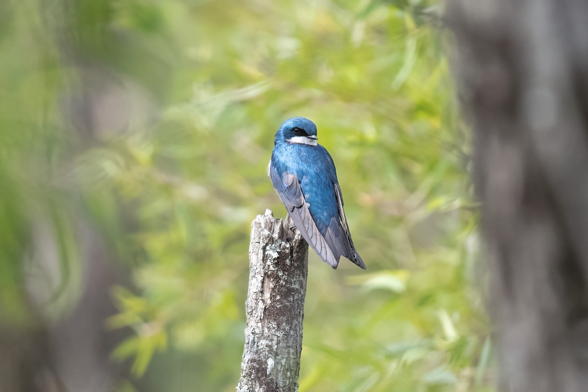 Tree Swallow - ML576020451