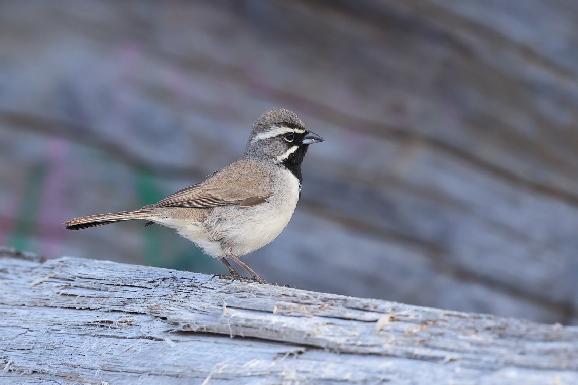 Black-throated Sparrow - Jakob Dulisse