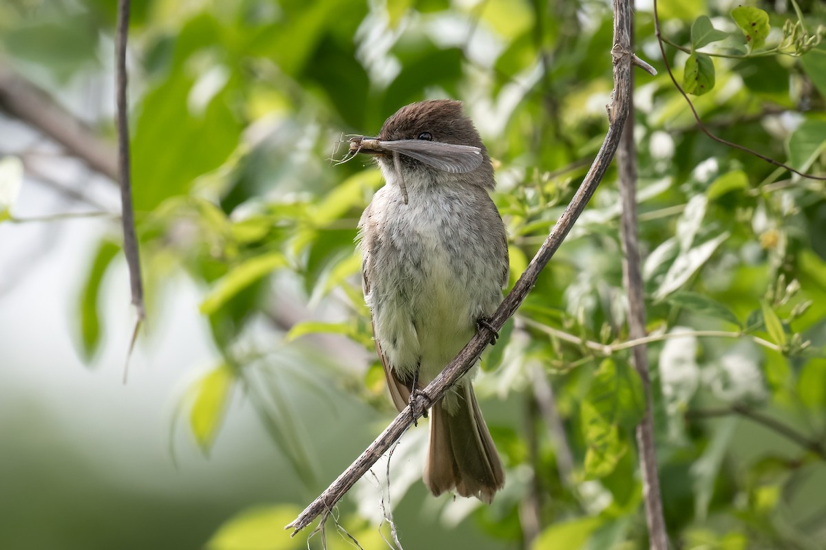 Eastern Phoebe - ML576021161