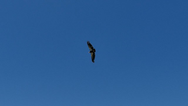 California Condor - ML576022731