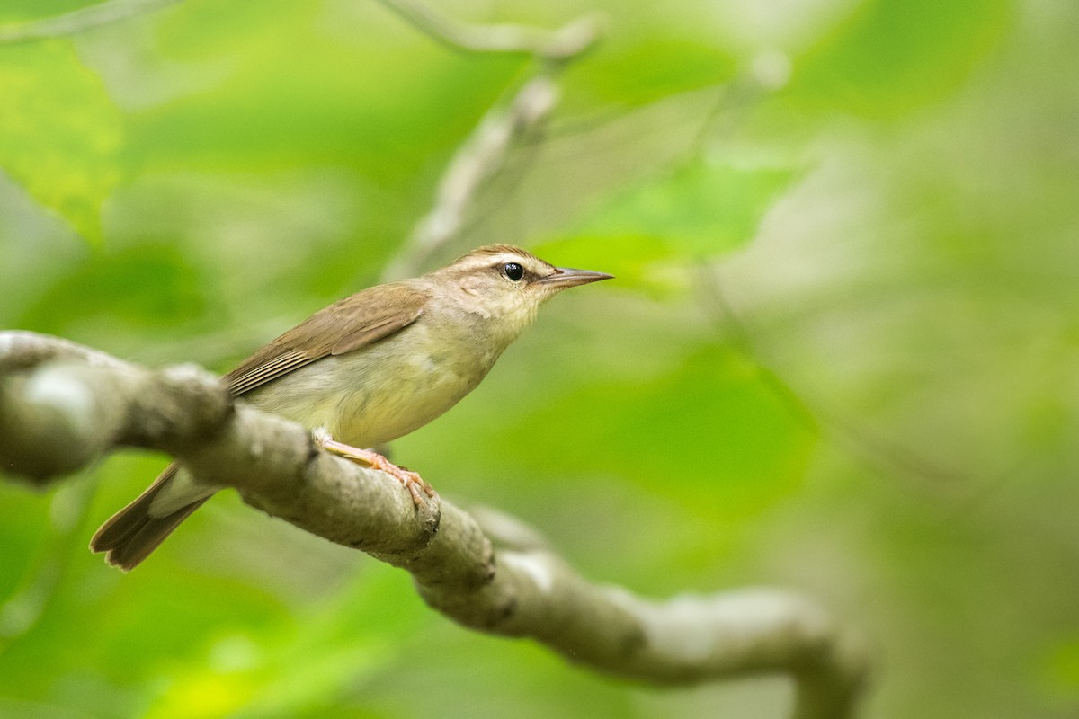 Swainson's Warbler - ML576022791