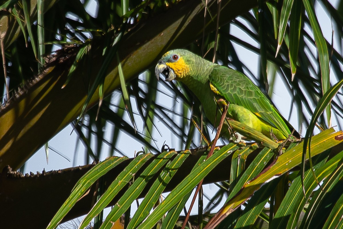 Orange-winged Parrot - ML576023311