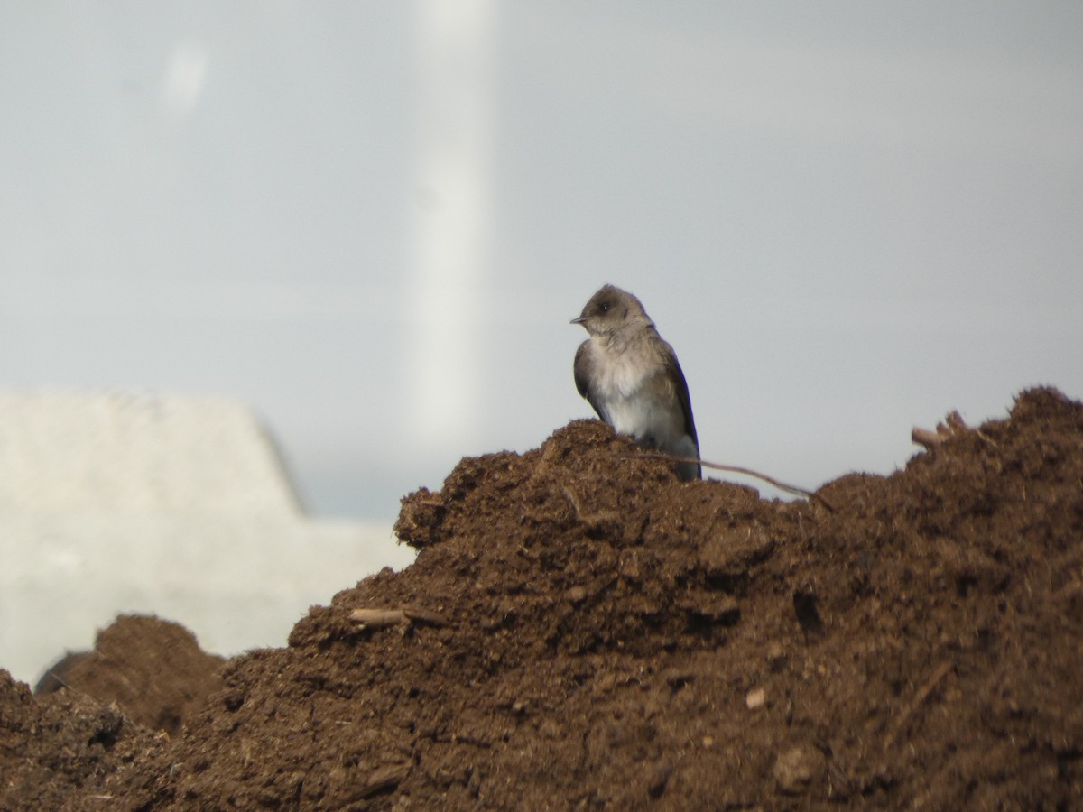 Northern Rough-winged Swallow - Nathan Heuver