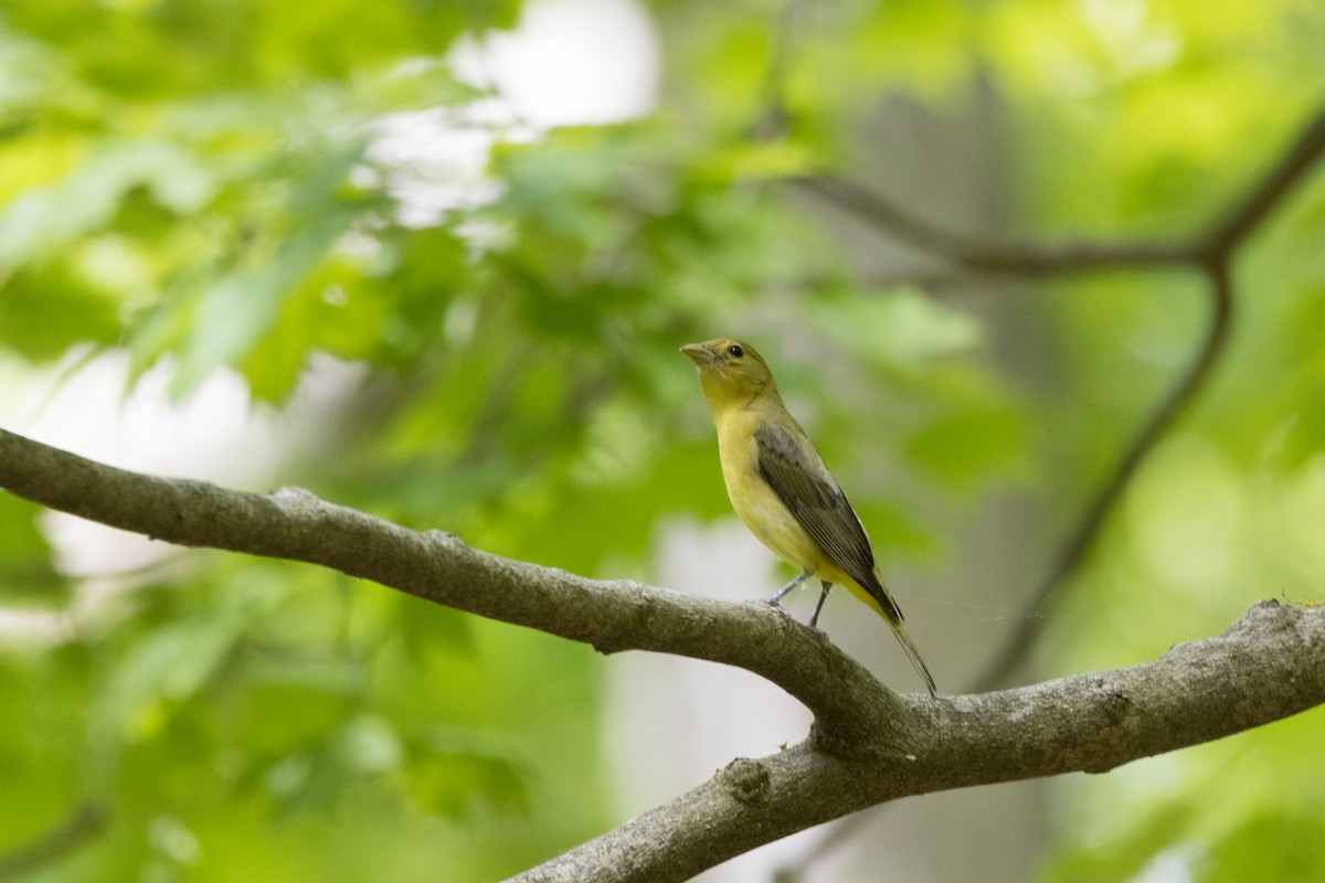 Scarlet Tanager - ML576024181