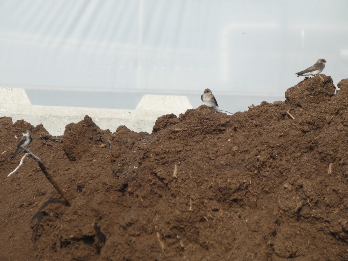 Northern Rough-winged Swallow - Nathan Heuver