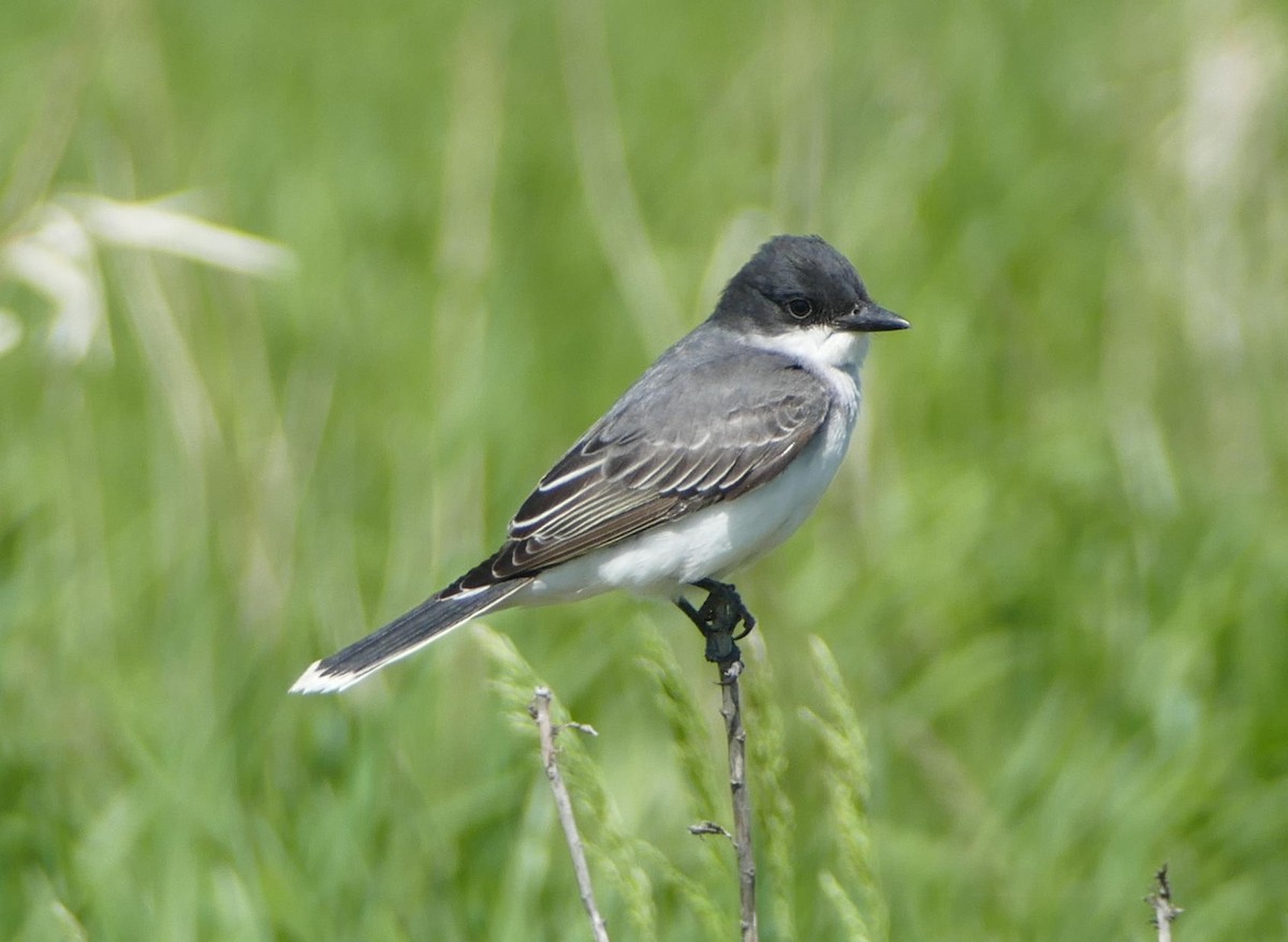 Eastern Kingbird - ML576029731