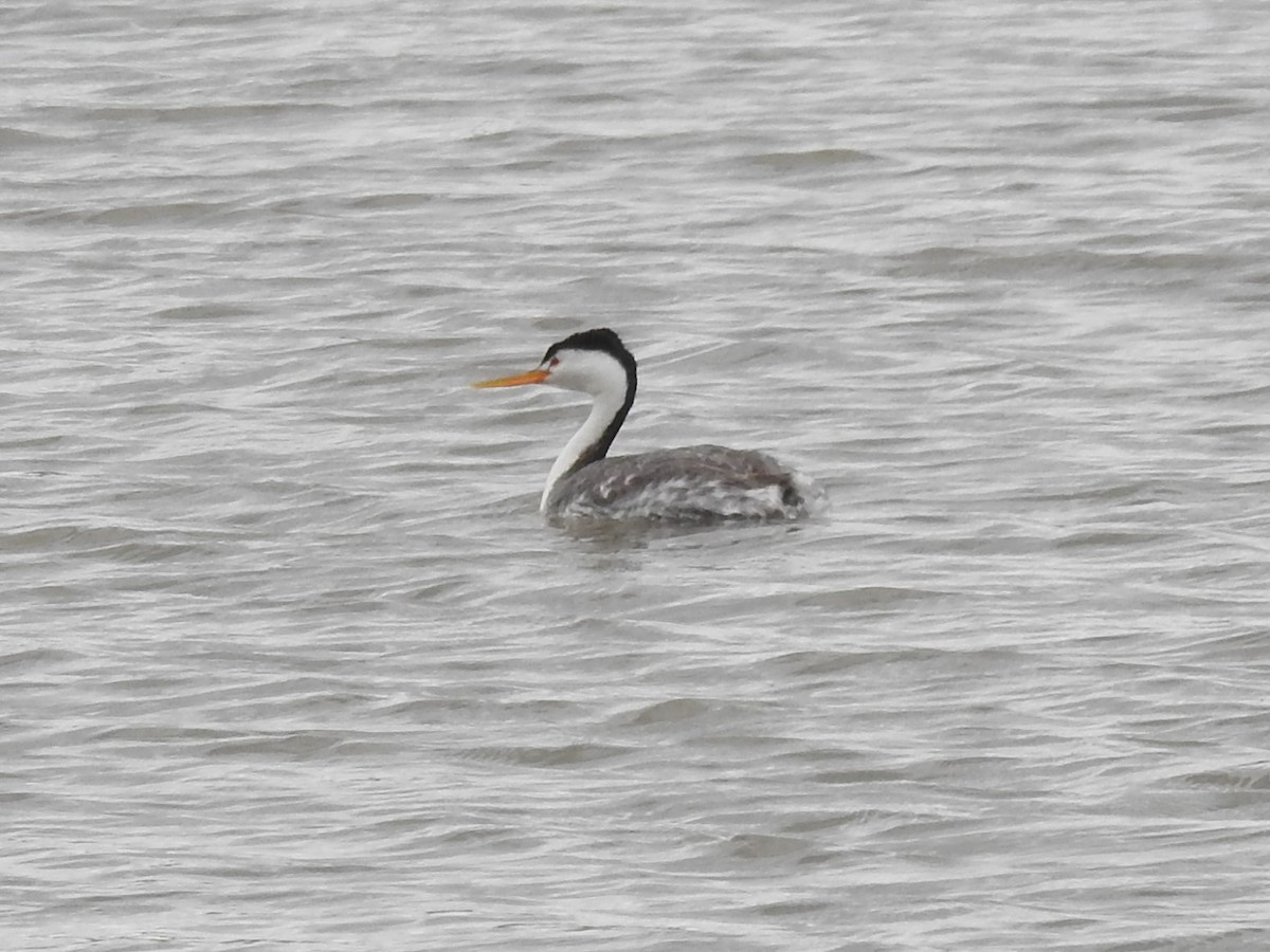 Clark's Grebe - ML576030121