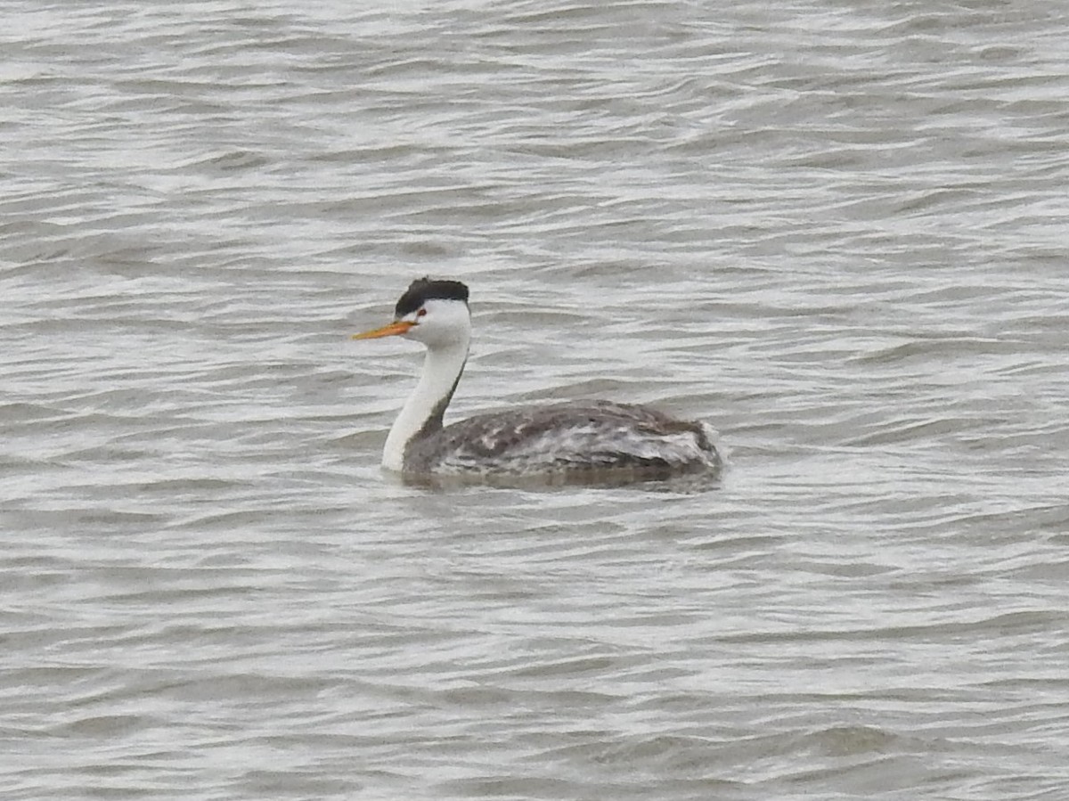 Clark's Grebe - ML576030131