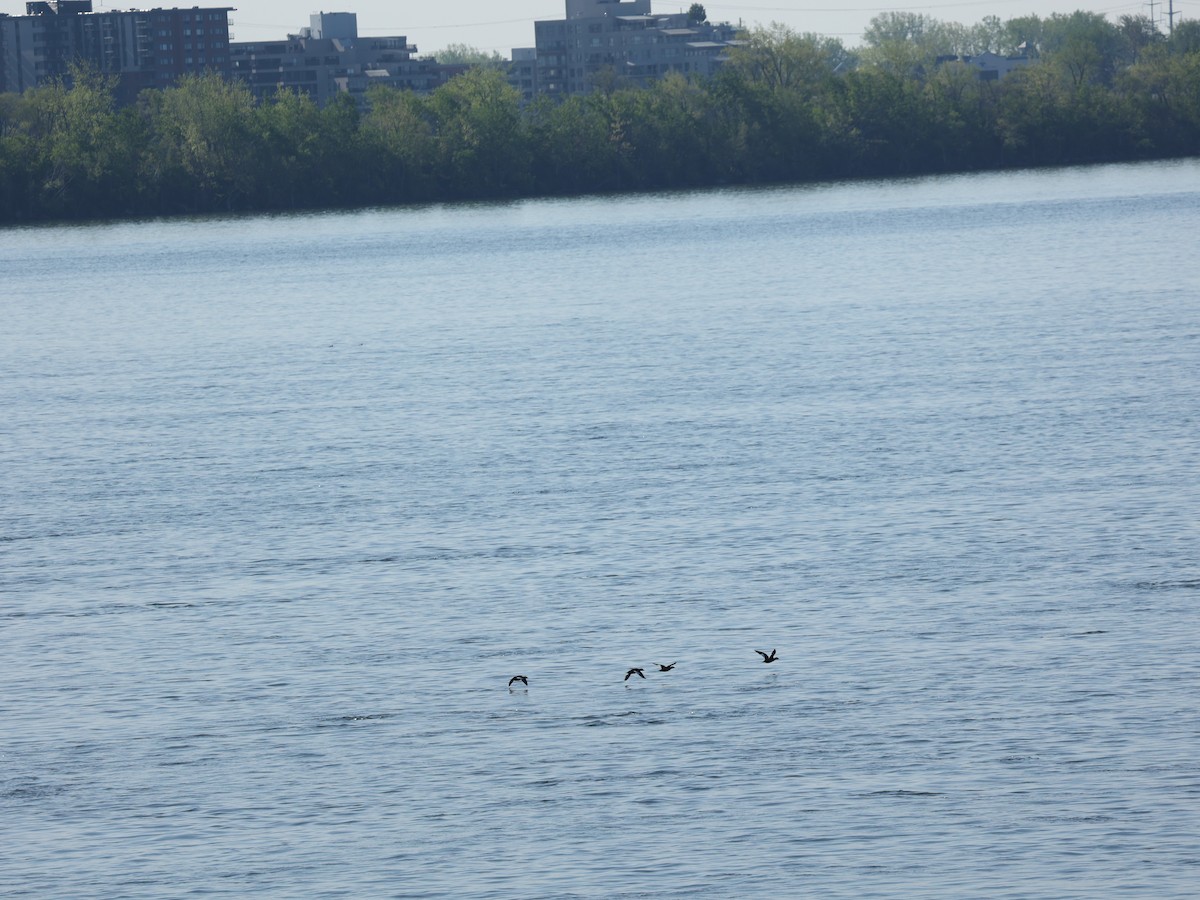 White-winged Scoter - ML576033081
