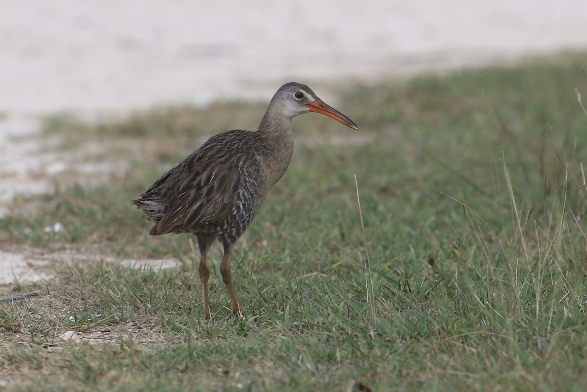 Clapper Rail - ML576033471