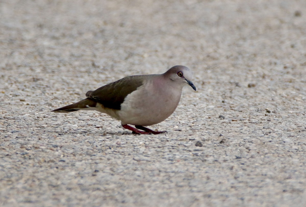 White-tipped Dove - Angie Anderson