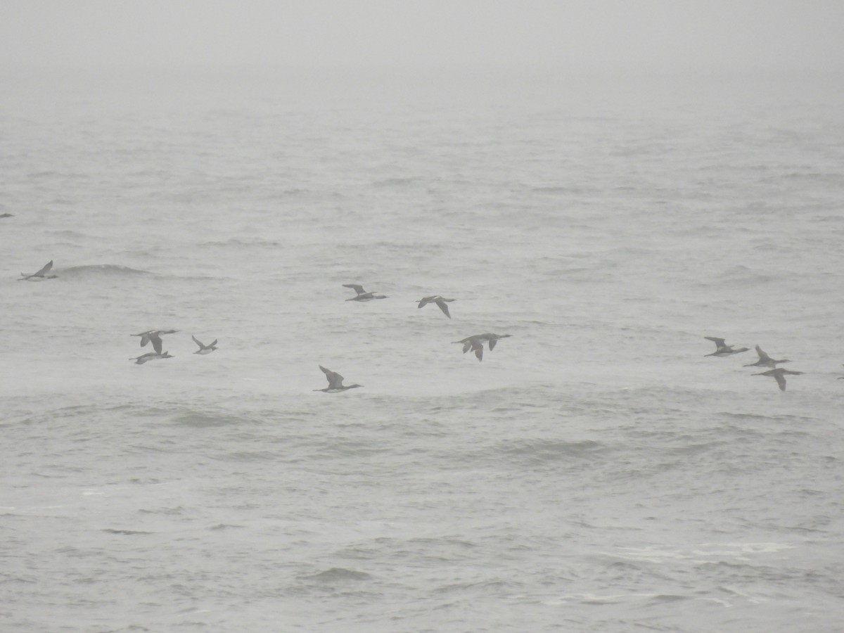 Pacific Loon - John McKay