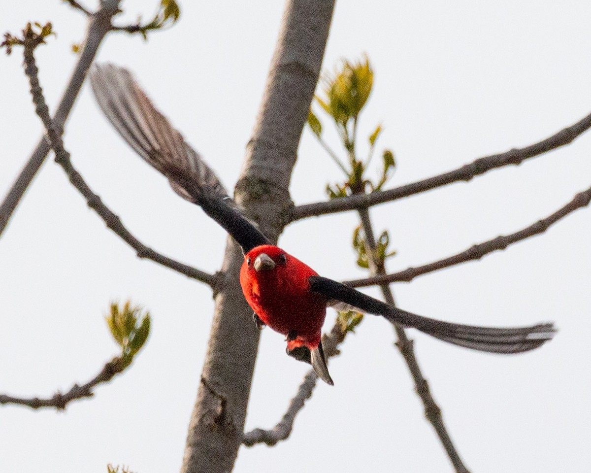 Scarlet Tanager - ML576036371