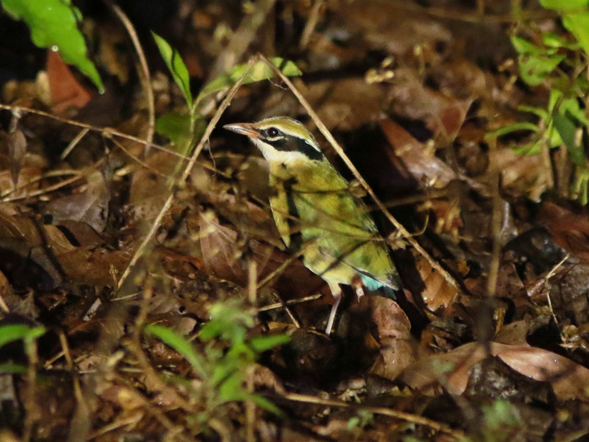 Bengalenpitta - ML576036591