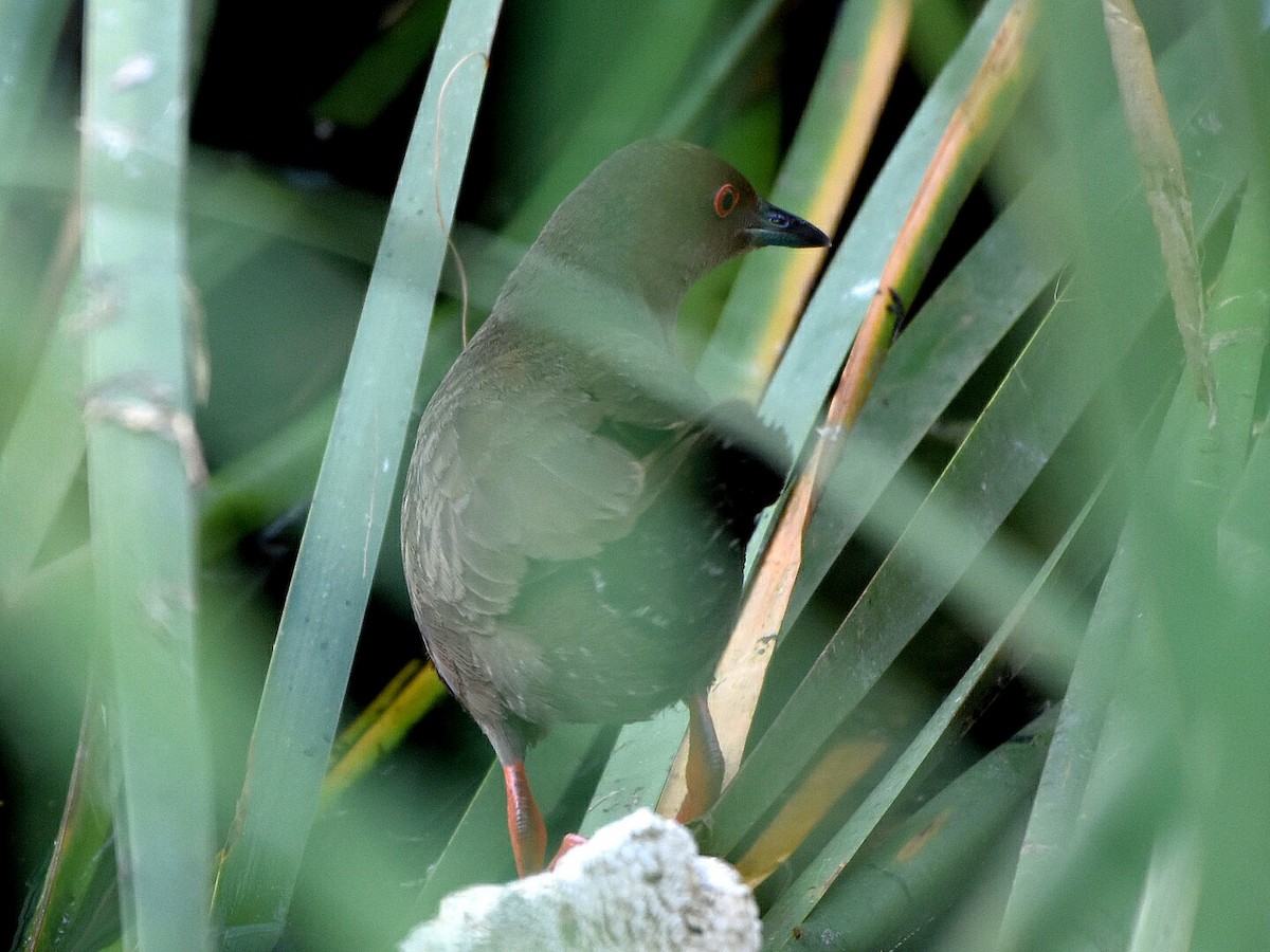 Ruddy-breasted Crake - ML57603821