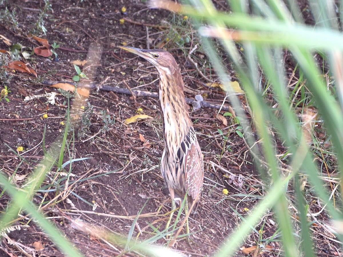 Cinnamon Bittern - ML57603851